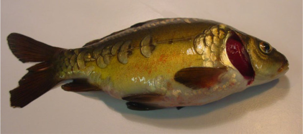 Distribution of carp edema virus in organs of infected juvenile common carp.