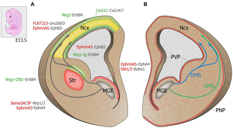 Interneuron odyssey: molecular mechanisms of tangential migration.