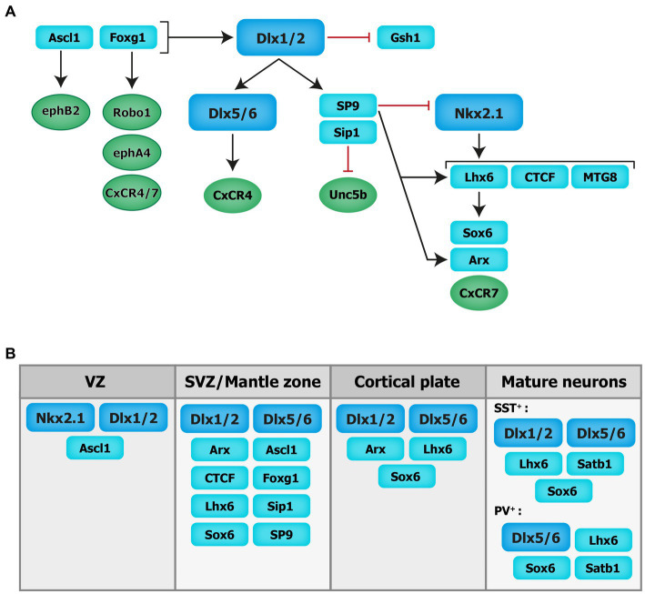 Interneuron odyssey: molecular mechanisms of tangential migration.