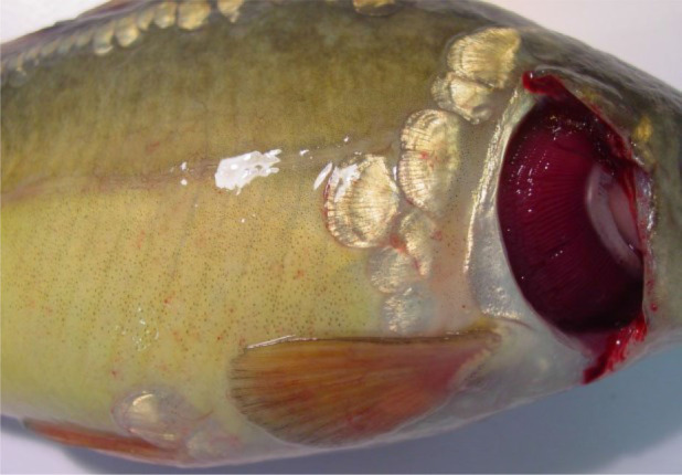 Distribution of carp edema virus in organs of infected juvenile common carp.