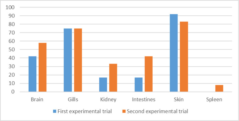 Distribution of carp edema virus in organs of infected juvenile common carp.