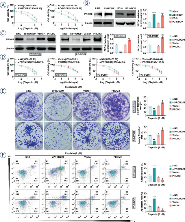 Prominin 2 decreases cisplatin sensitivity in non-small cell lung cancer and is modulated by CTCC binding factor.