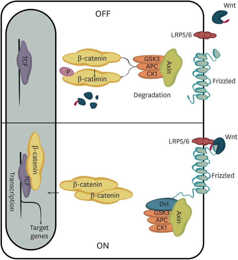 Mechanisms of the Wnt Pathways as a Potential Target Pathway in Atherosclerosis.