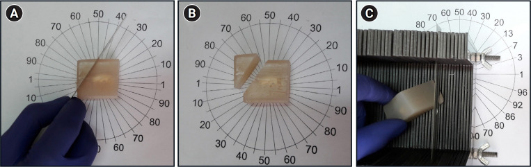 Stereological study of testes following experimentally-induced unilateral cryptorchidism in rats.