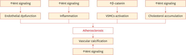 Mechanisms of the Wnt Pathways as a Potential Target Pathway in Atherosclerosis.