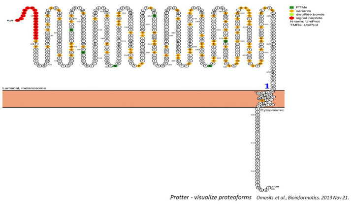 Molecular docking Study of Nuciferine as a Tyrosinase Inhibitor and Its Therapeutic Potential for Hyperpigmentation.