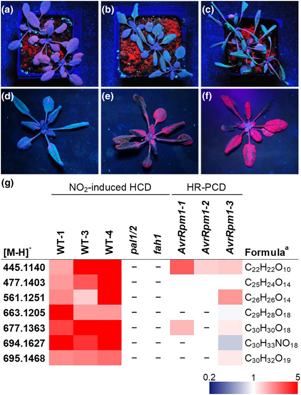 Blue-green fluorescence during hypersensitive cell death arises from phenylpropanoid deydrodimers.