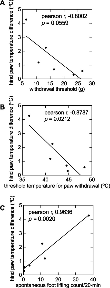 Increases in local skin temperature correlate with spontaneous foot lifting and heat hyperalgesia in both incisional inflammatory models of pain.