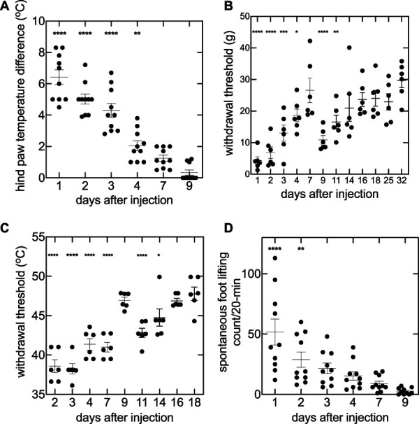 Increases in local skin temperature correlate with spontaneous foot lifting and heat hyperalgesia in both incisional inflammatory models of pain.