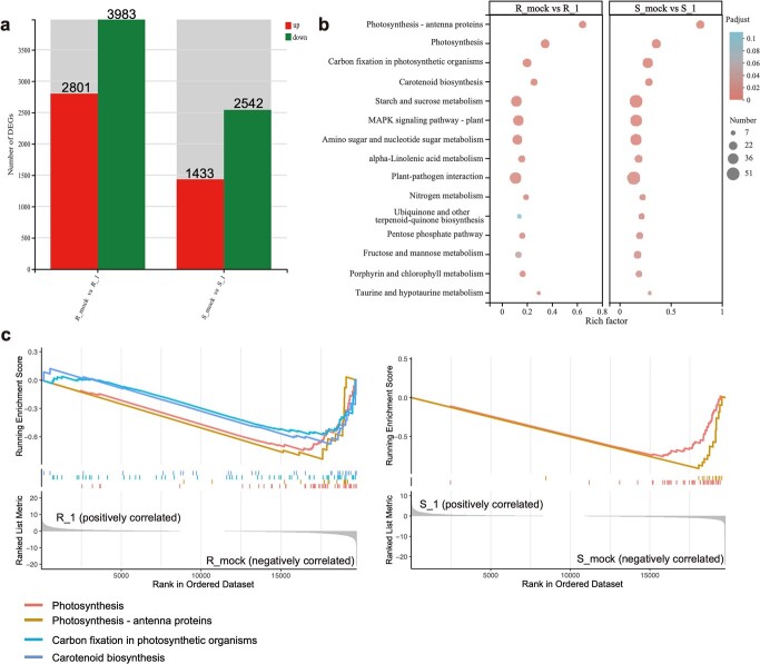 PbrChiA: a key chitinase of pear in response to <i>Botryosphaeria dothidea</i> infection by interacting with PbrLYK1b2 and down-regulating ROS accumulation.