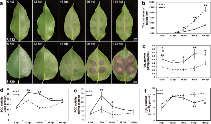 PbrChiA: a key chitinase of pear in response to <i>Botryosphaeria dothidea</i> infection by interacting with PbrLYK1b2 and down-regulating ROS accumulation.