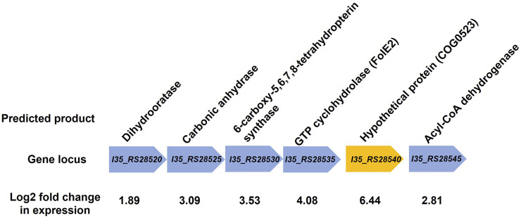 Transcriptional Response of <i>Burkholderia cenocepacia</i> H111 to Severe Zinc Starvation.