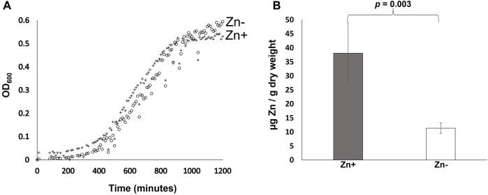 Transcriptional Response of <i>Burkholderia cenocepacia</i> H111 to Severe Zinc Starvation.