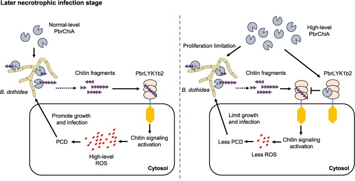 PbrChiA: a key chitinase of pear in response to <i>Botryosphaeria dothidea</i> infection by interacting with PbrLYK1b2 and down-regulating ROS accumulation.