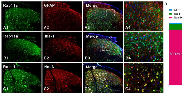 Rab11a in the spinal cord: an essential contributor to complete Freund's adjuvant-induced inflammatory pain in mice.