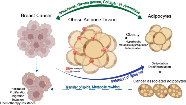 The role of three-dimensional in vitro models in modelling the inflammatory microenvironment associated with obesity in breast cancer.