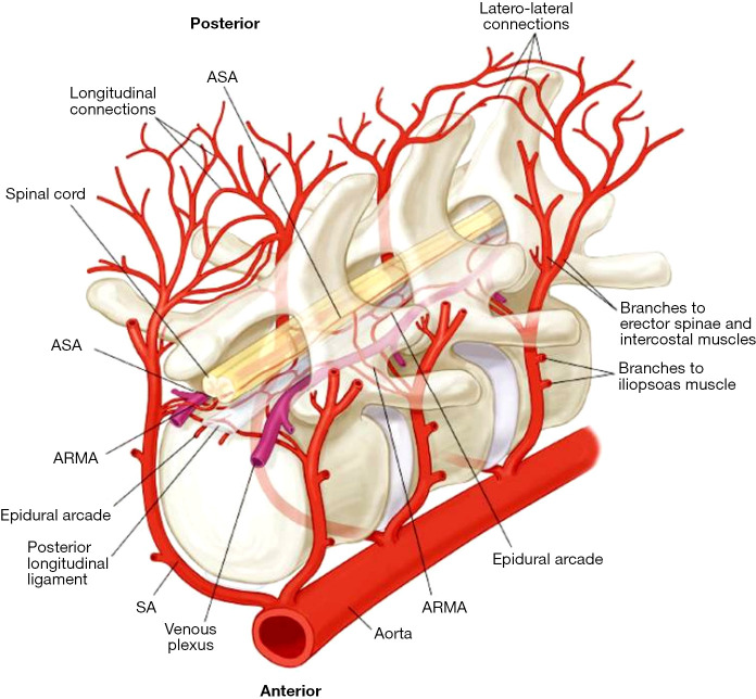 Safety of cerebrospinal ﬂuid drainage in descending and thoracoabdominal aortic replacement surgery.