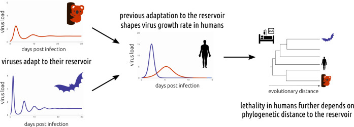 Predicting the virulence of future emerging zoonotic viruses.