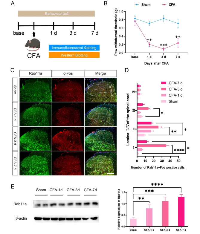 Rab11a in the spinal cord: an essential contributor to complete Freund's adjuvant-induced inflammatory pain in mice.