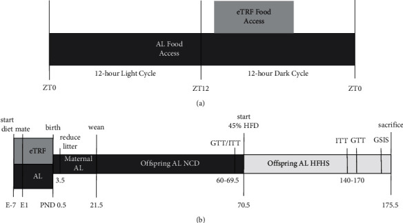 Gestational Early-Time Restricted Feeding Results in Sex-Specific Glucose Intolerance in Adult Male Mice.