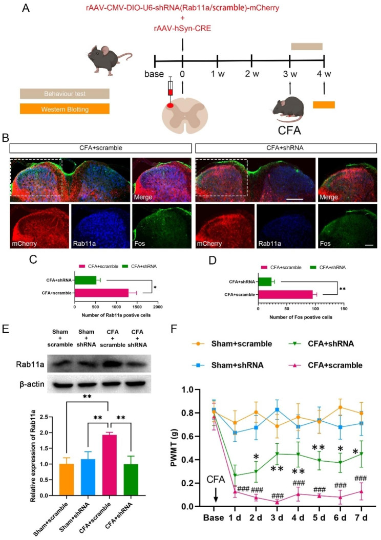 Rab11a in the spinal cord: an essential contributor to complete Freund's adjuvant-induced inflammatory pain in mice.