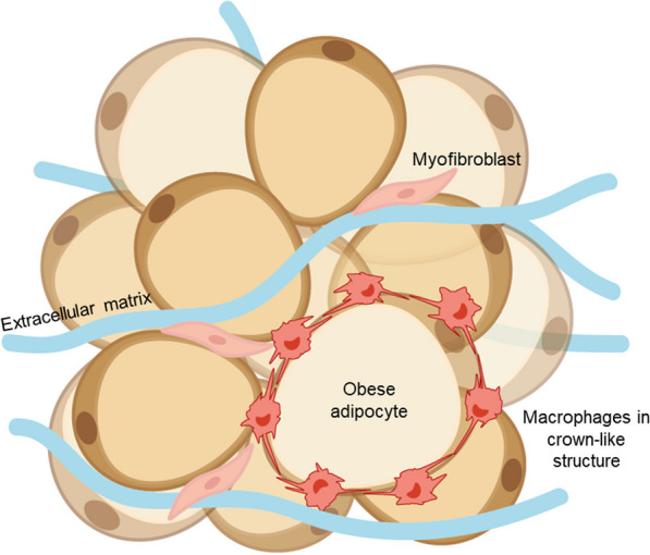 The role of three-dimensional in vitro models in modelling the inflammatory microenvironment associated with obesity in breast cancer.