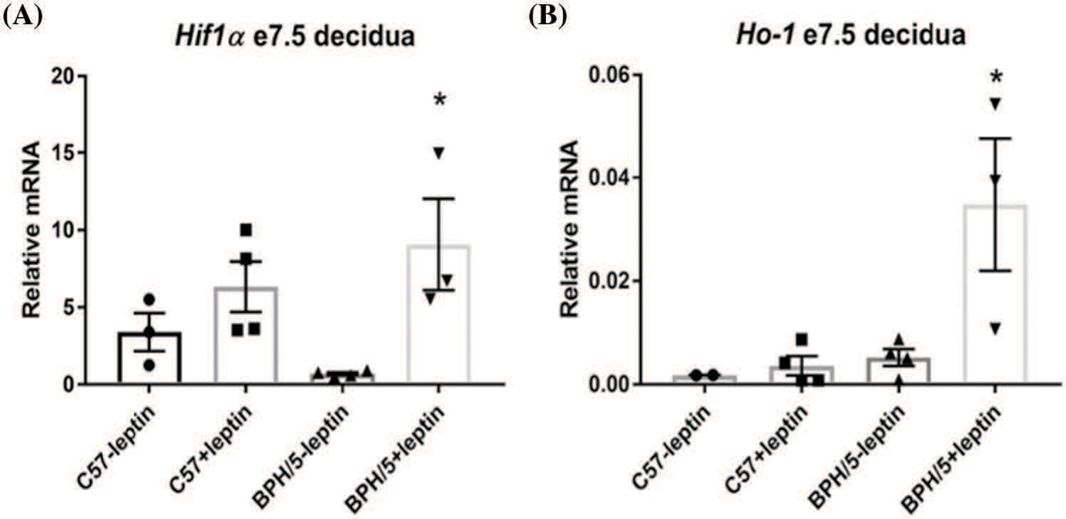 Reversal of maternal obesity attenuates hypoxia and improves placental development in the preeclamptic-like BPH/5 mouse model.