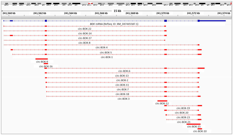 Discovery and Comprehensive Characterization of Novel Circular RNAs of the Apoptosis-Related <i>BOK</i> Gene in Human Ovarian and Prostate Cancer Cells, Using Nanopore Sequencing.