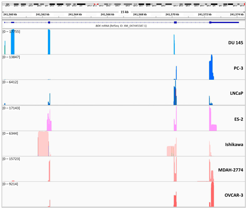 Discovery and Comprehensive Characterization of Novel Circular RNAs of the Apoptosis-Related <i>BOK</i> Gene in Human Ovarian and Prostate Cancer Cells, Using Nanopore Sequencing.