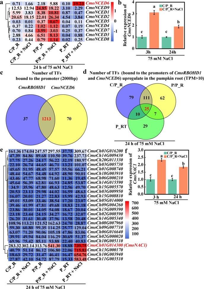 CmoNAC1 in pumpkin rootstocks improves salt tolerance of grafted cucumbers by binding to the promoters of <i>CmoRBOHD1</i>, <i>CmoNCED6</i>, <i>CmoAKT1;2</i> and <i>CmoHKT1;1</i> to regulate H<sub>2</sub>O<sub>2</sub>, ABA signaling and K<sup>+</sup>/Na<sup>+</sup> homeostasis.