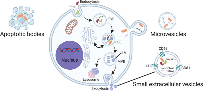 Research progress on the role of extracellular vesicles in neurodegenerative diseases.