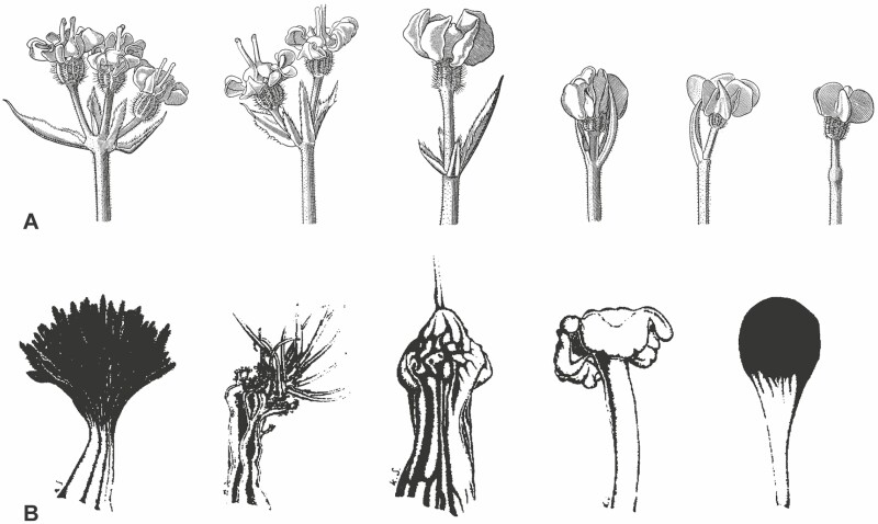 Dark-centred umbels in Apiaceae: diversity, development and evolution.