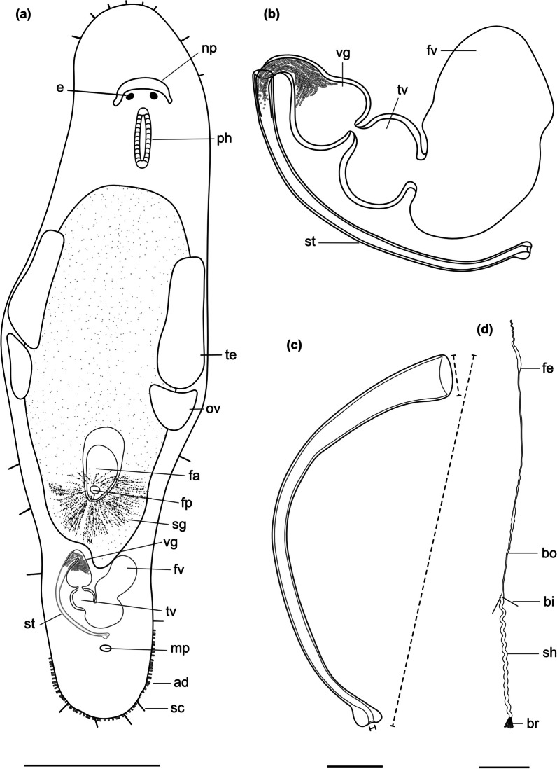 Support for a radiation of free-living flatworms in the African Great Lakes region and the description of five new Macrostomum species.