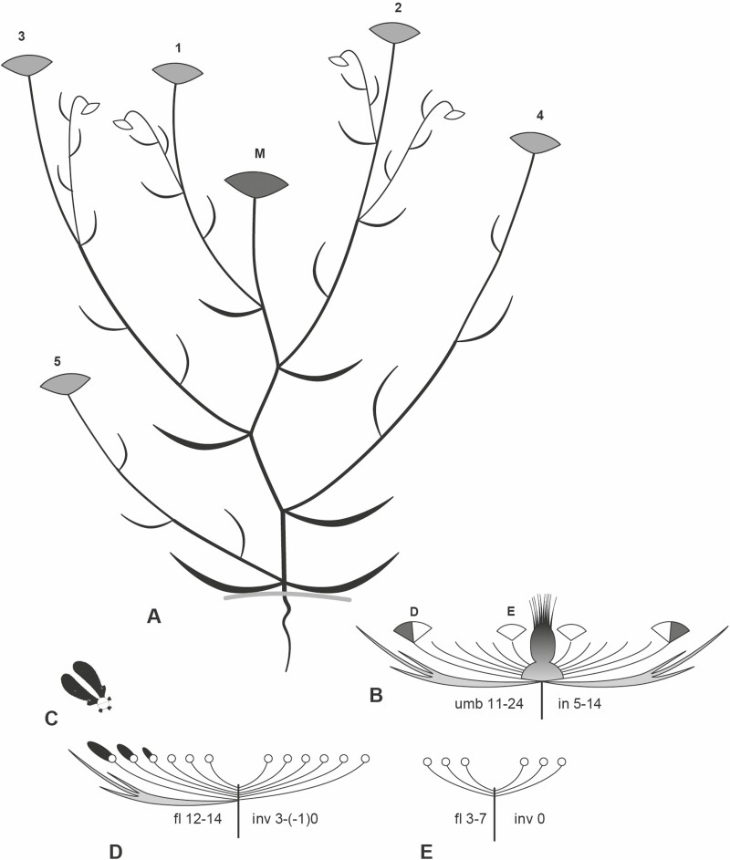 Dark-centred umbels in Apiaceae: diversity, development and evolution.