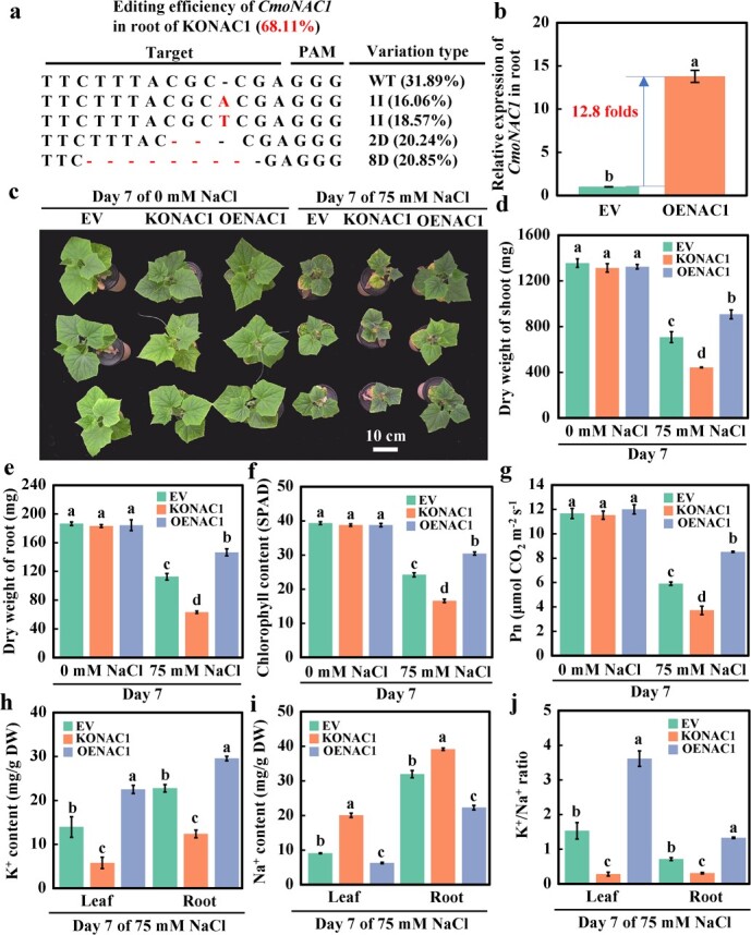 CmoNAC1 in pumpkin rootstocks improves salt tolerance of grafted cucumbers by binding to the promoters of <i>CmoRBOHD1</i>, <i>CmoNCED6</i>, <i>CmoAKT1;2</i> and <i>CmoHKT1;1</i> to regulate H<sub>2</sub>O<sub>2</sub>, ABA signaling and K<sup>+</sup>/Na<sup>+</sup> homeostasis.