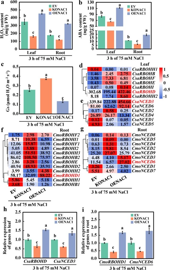 CmoNAC1 in pumpkin rootstocks improves salt tolerance of grafted cucumbers by binding to the promoters of <i>CmoRBOHD1</i>, <i>CmoNCED6</i>, <i>CmoAKT1;2</i> and <i>CmoHKT1;1</i> to regulate H<sub>2</sub>O<sub>2</sub>, ABA signaling and K<sup>+</sup>/Na<sup>+</sup> homeostasis.