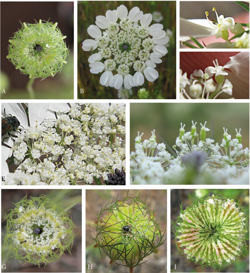 Dark-centred umbels in Apiaceae: diversity, development and evolution.