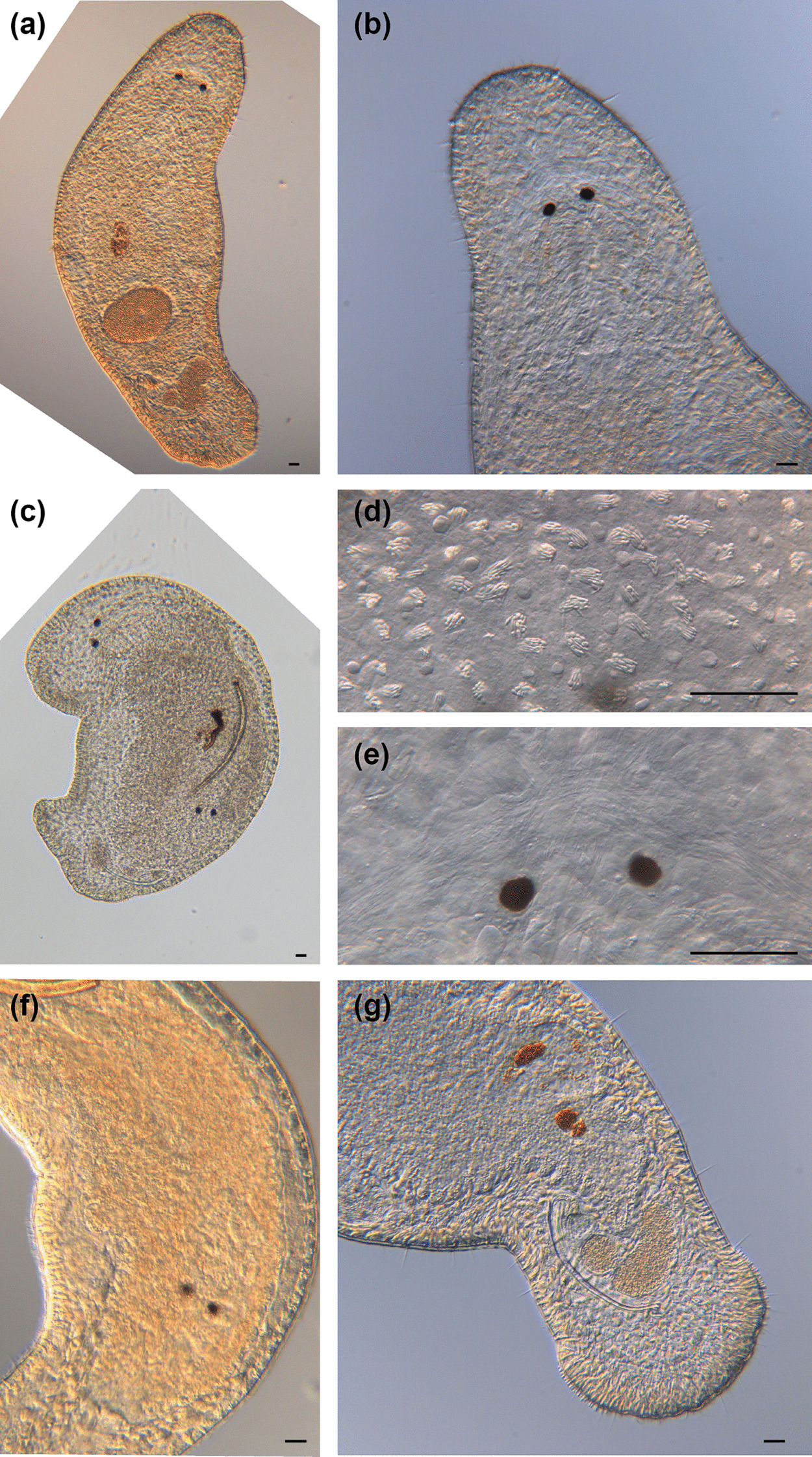 Support for a radiation of free-living flatworms in the African Great Lakes region and the description of five new Macrostomum species.