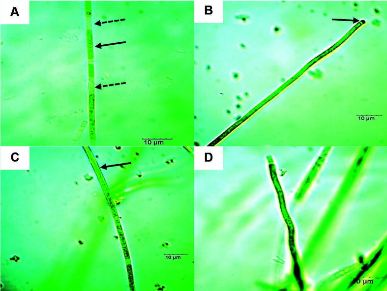 Isolation and Characterisation of Culturable Thermophilic Cyanobacteria from Perak Hot Springs and their Plant Growth Promoting Properties Effects on Rice Seedlings (<i>Oryza sativa</i> L.).