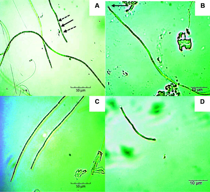 Isolation and Characterisation of Culturable Thermophilic Cyanobacteria from Perak Hot Springs and their Plant Growth Promoting Properties Effects on Rice Seedlings (<i>Oryza sativa</i> L.).