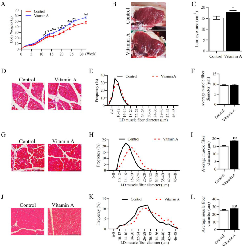 Vitamin A injection at birth improves muscle growth in lambs