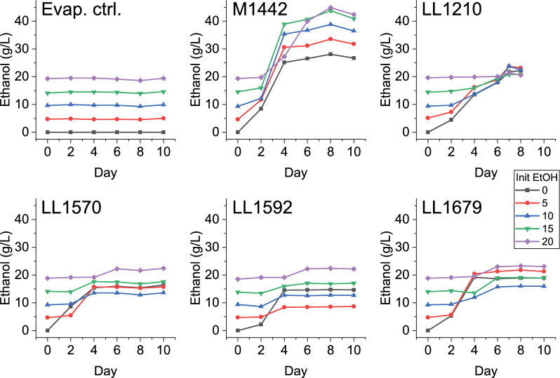 Ethanol tolerance in engineered strains of Clostridium thermocellum