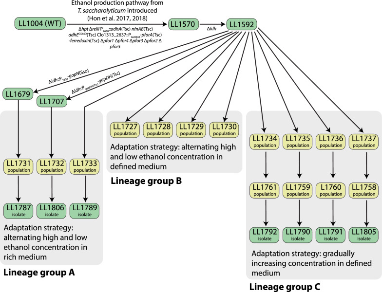 Ethanol tolerance in engineered strains of Clostridium thermocellum