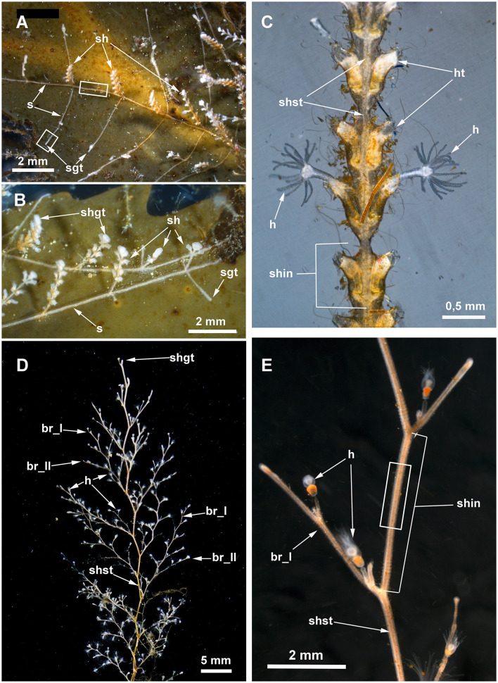 Ultrastructural and immunocytochemical evidence of a colonial nervous system in hydroids.