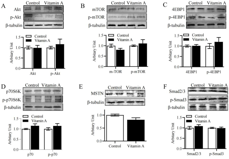 Vitamin A injection at birth improves muscle growth in lambs