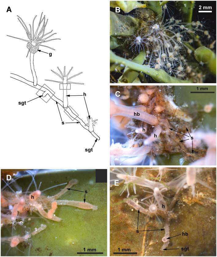 Ultrastructural and immunocytochemical evidence of a colonial nervous system in hydroids.