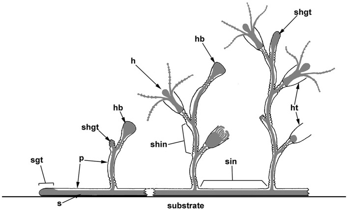 Ultrastructural and immunocytochemical evidence of a colonial nervous system in hydroids.