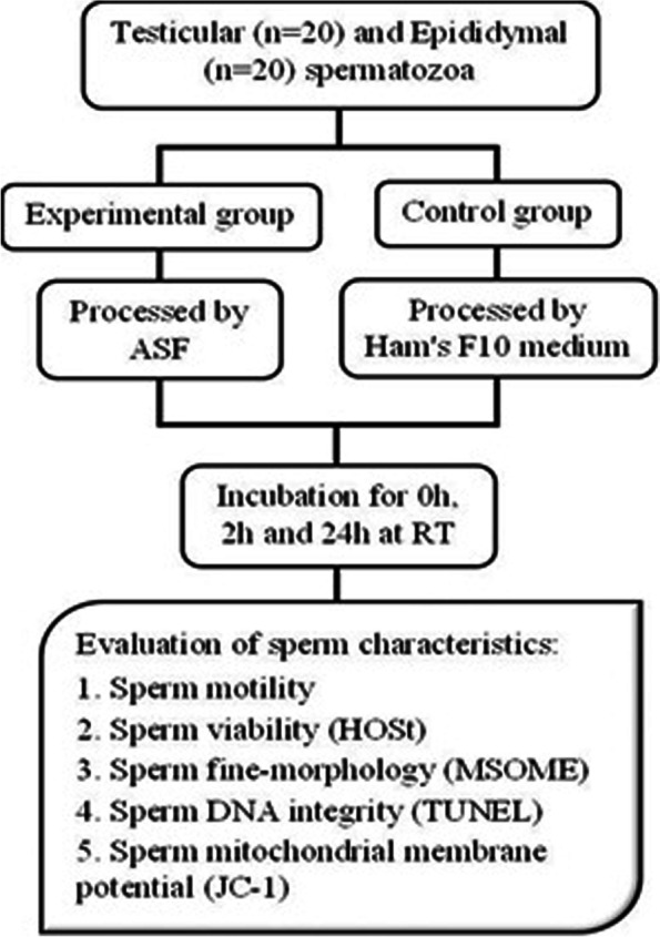 Quality of testicular spermatozoa improves with changes in composition of culture medium.