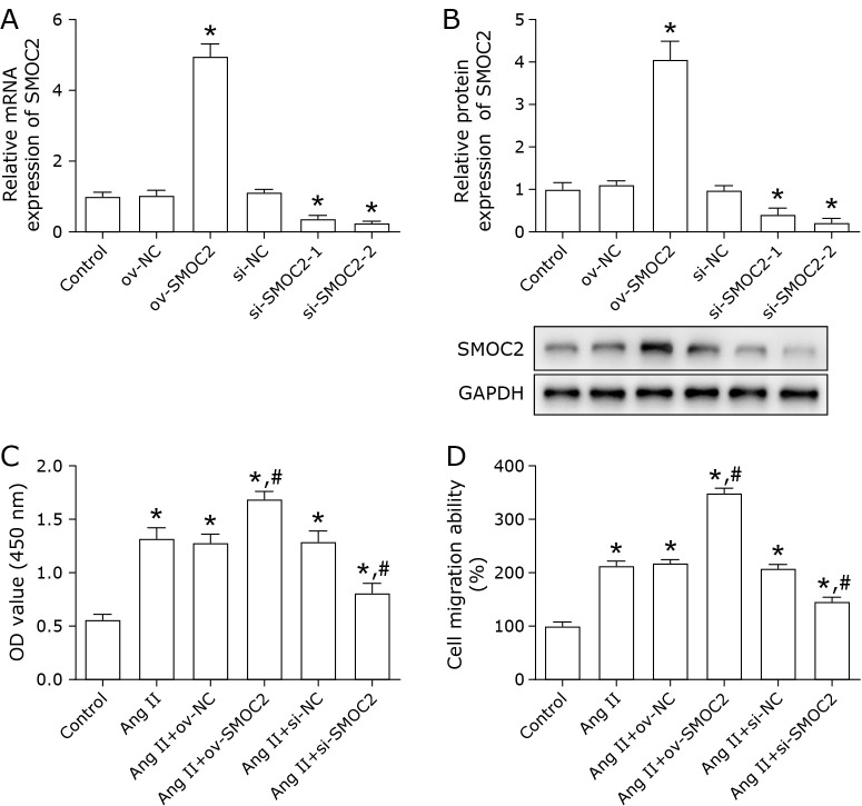 SMOC2 promoted vascular smooth muscle cell proliferation, migration, and extracellular matrix degradation by activating BMP/TGF-β1 signaling pathway.