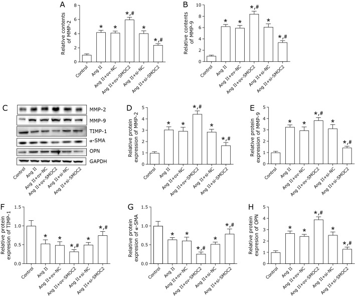 SMOC2 promoted vascular smooth muscle cell proliferation, migration, and extracellular matrix degradation by activating BMP/TGF-β1 signaling pathway.